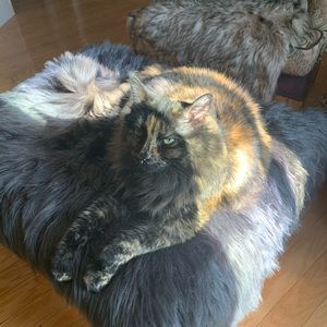 Meet your Posher, Madison